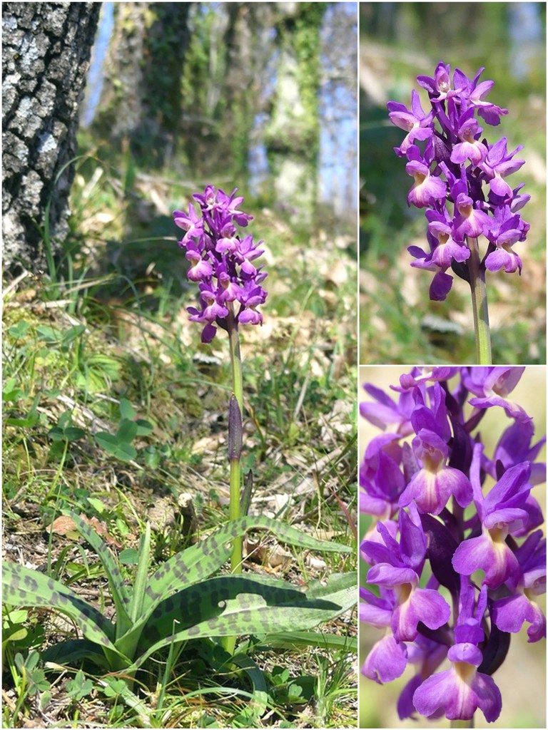 Dactylorhiza romana in una splendida variabilit - provincia di Caserta marzo 2019